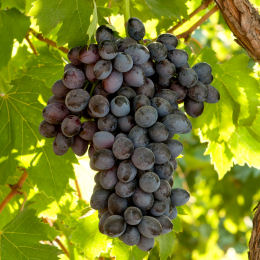 vitis vinifera autumn royal